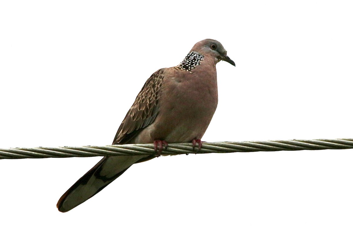 Spotted Dove - ML506135091