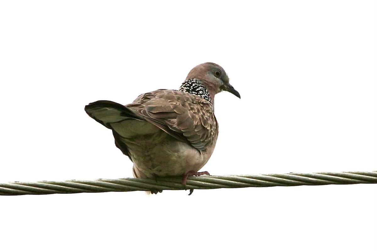 Spotted Dove - ML506135101