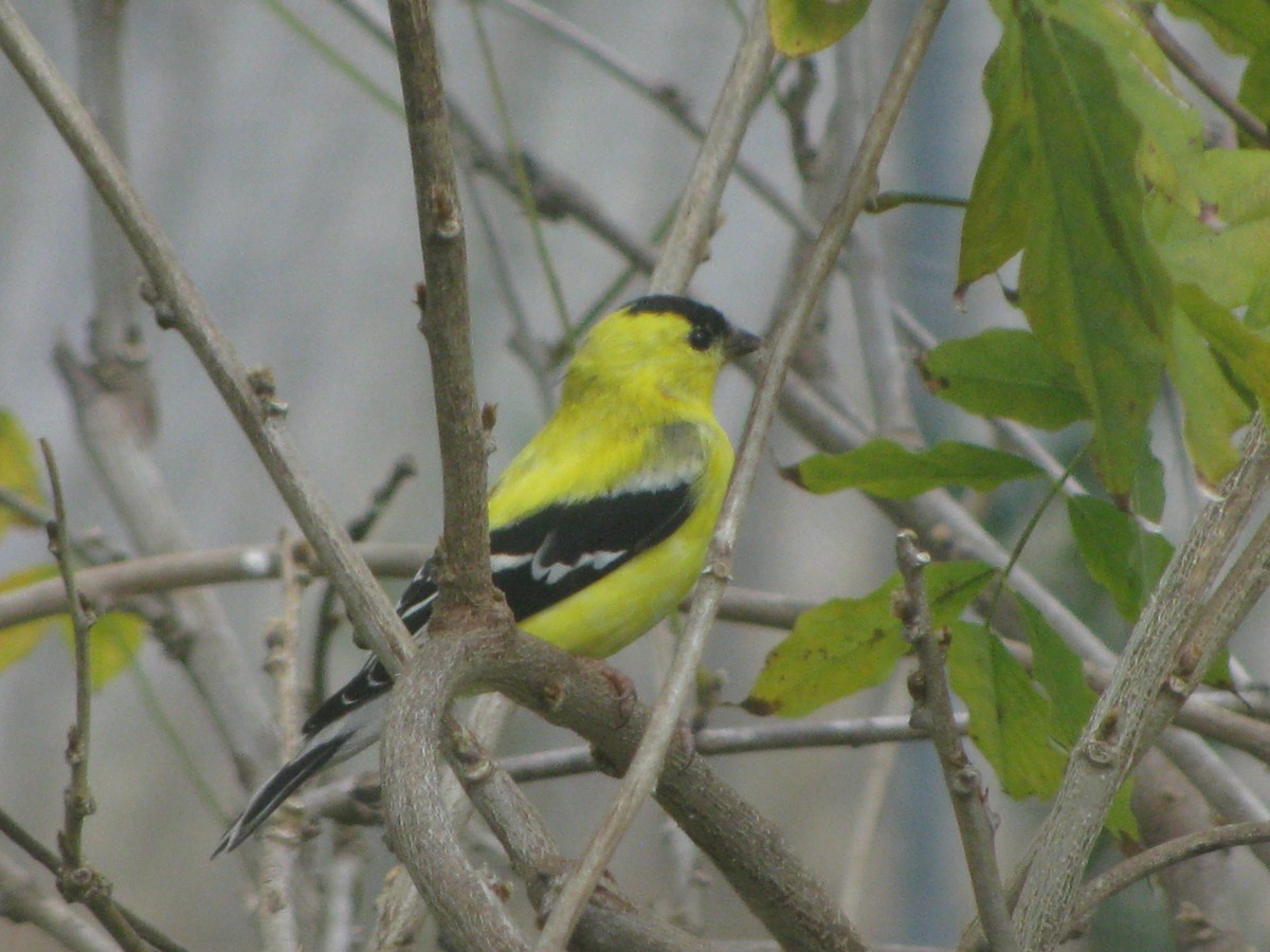 American Goldfinch - ML50613551