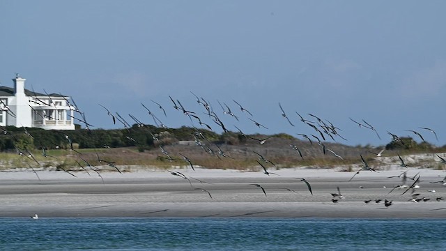 Black Skimmer - ML506137271