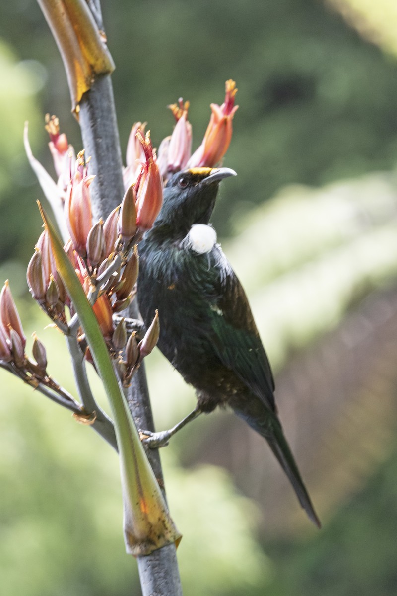 Tui - ML506137691