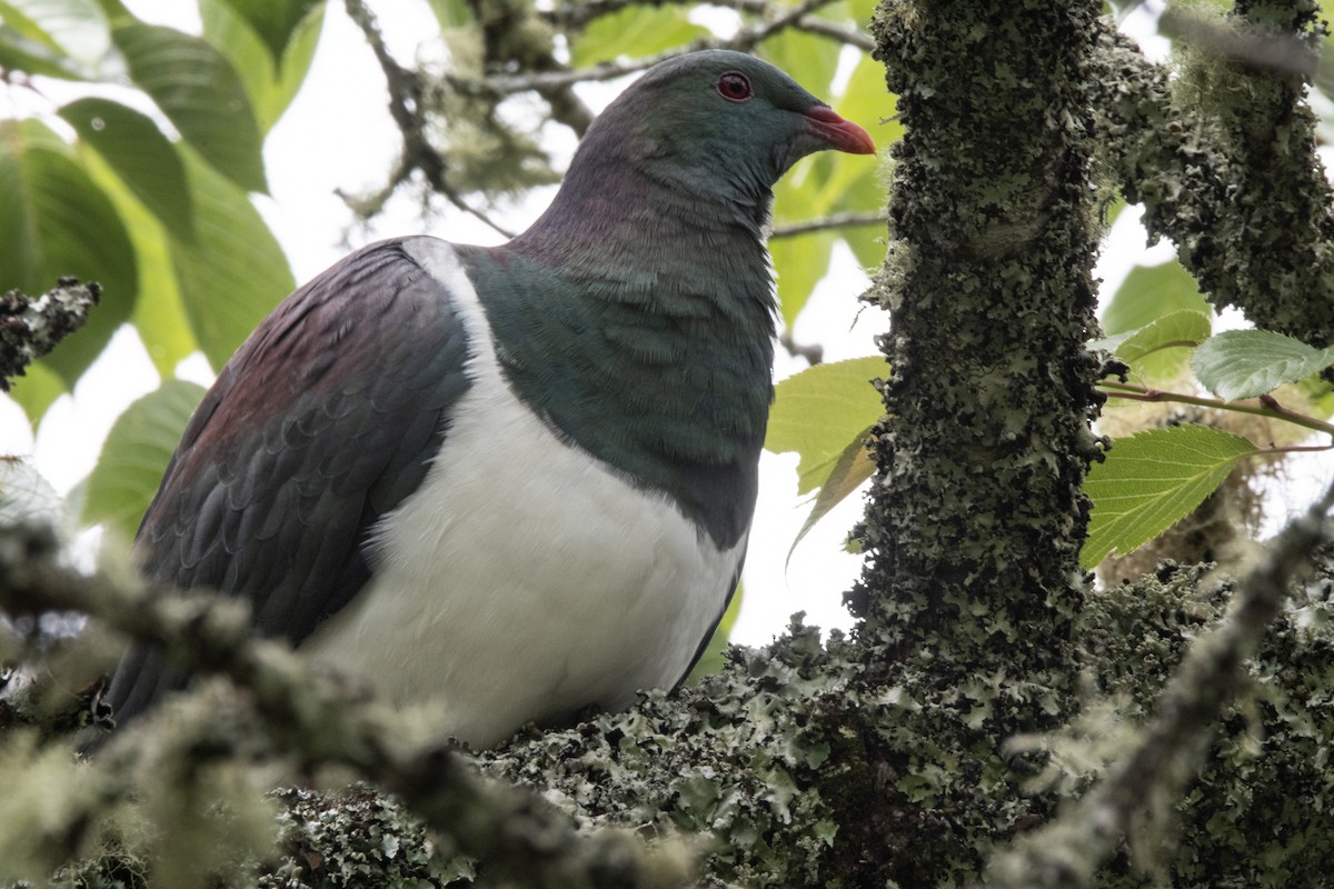 New Zealand Pigeon - ML506137761
