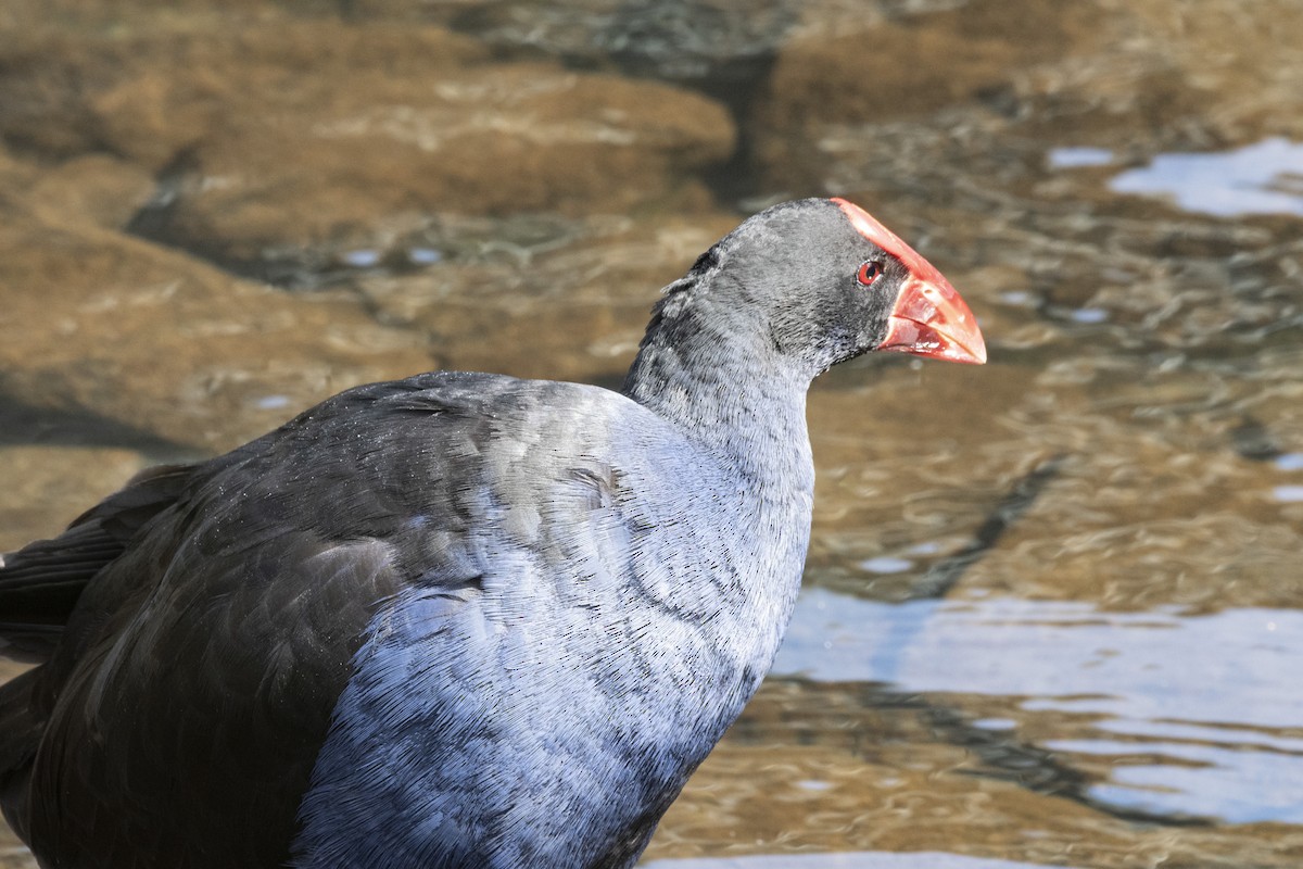 Australasian Swamphen - ML506137781