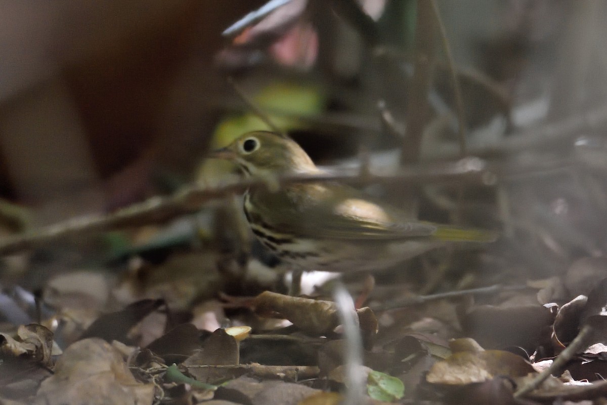 Ovenbird - Michiel Oversteegen