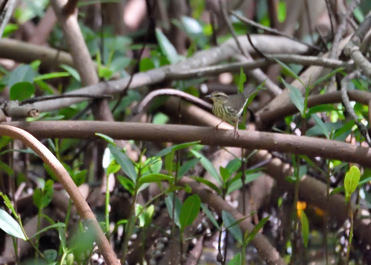 Northern Waterthrush - ML506138241