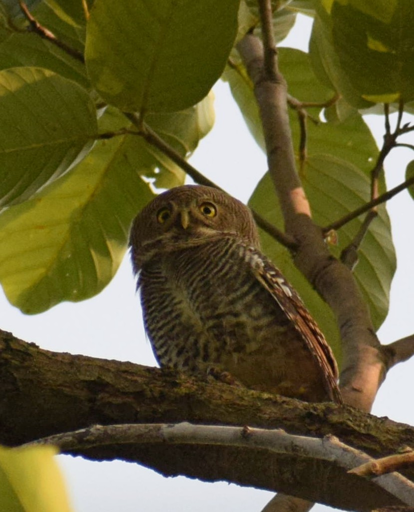 Jungle Owlet - Biswanath Mondal