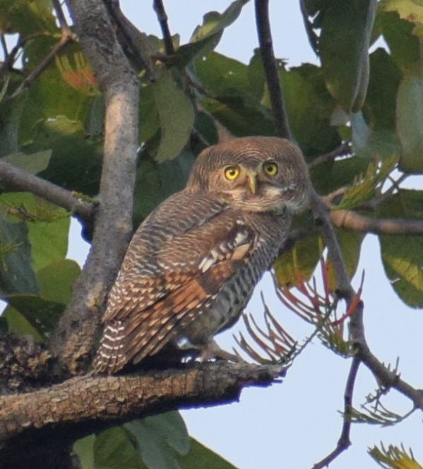 Jungle Owlet - ML506138591