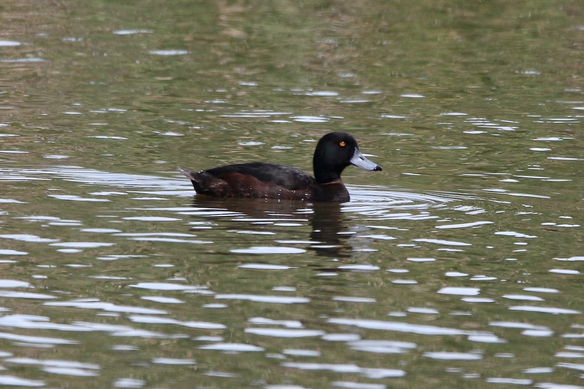New Zealand Scaup - Pauline and Ray Priest
