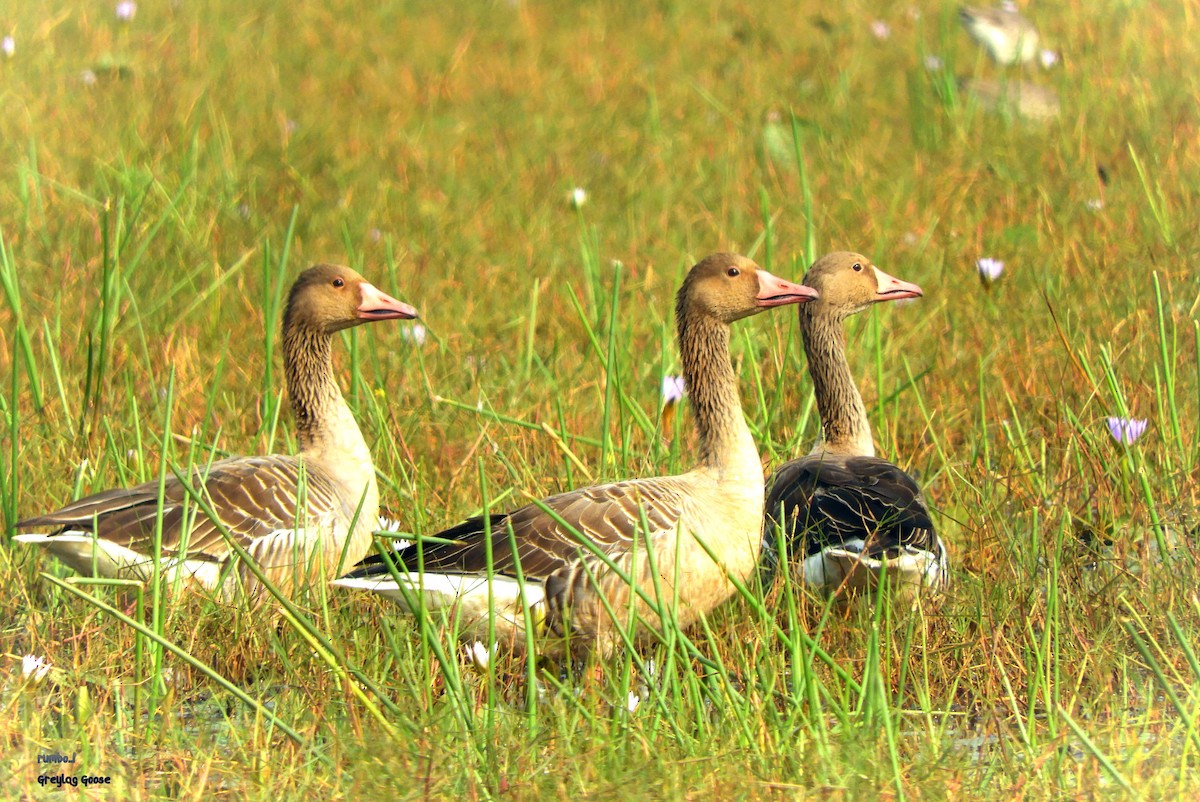 Graylag Goose - ML506139701