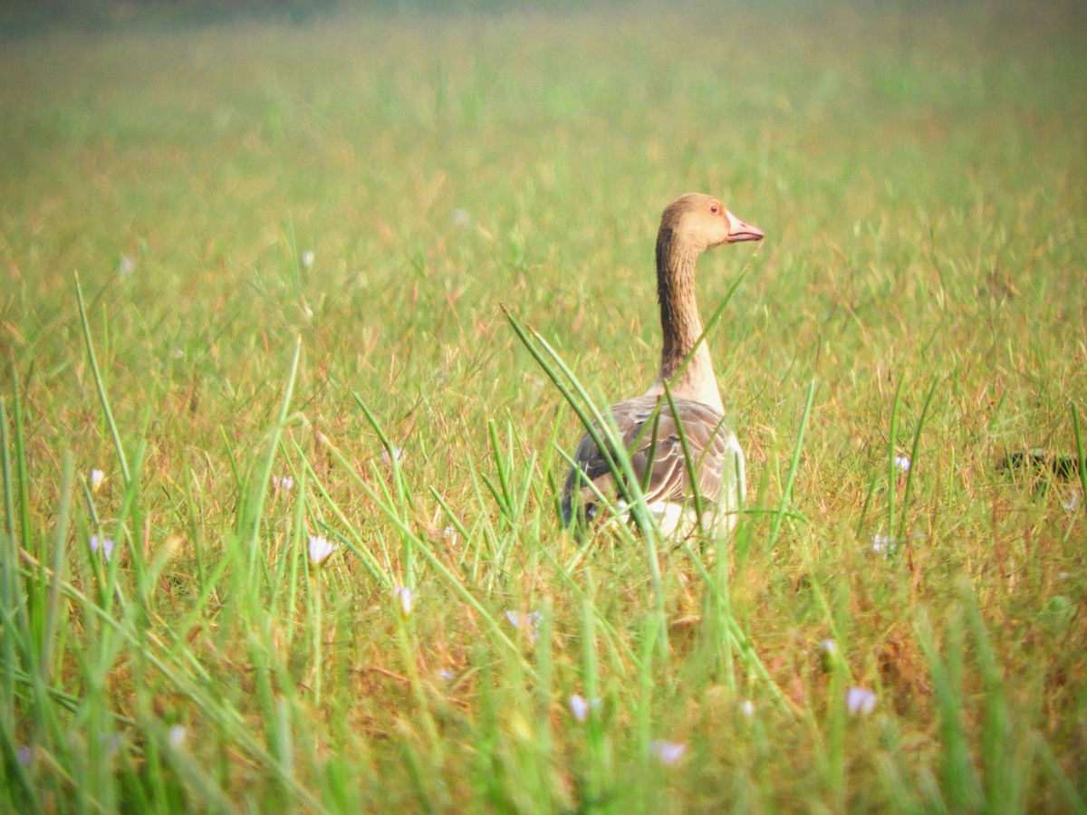 Graylag Goose - ML506139711