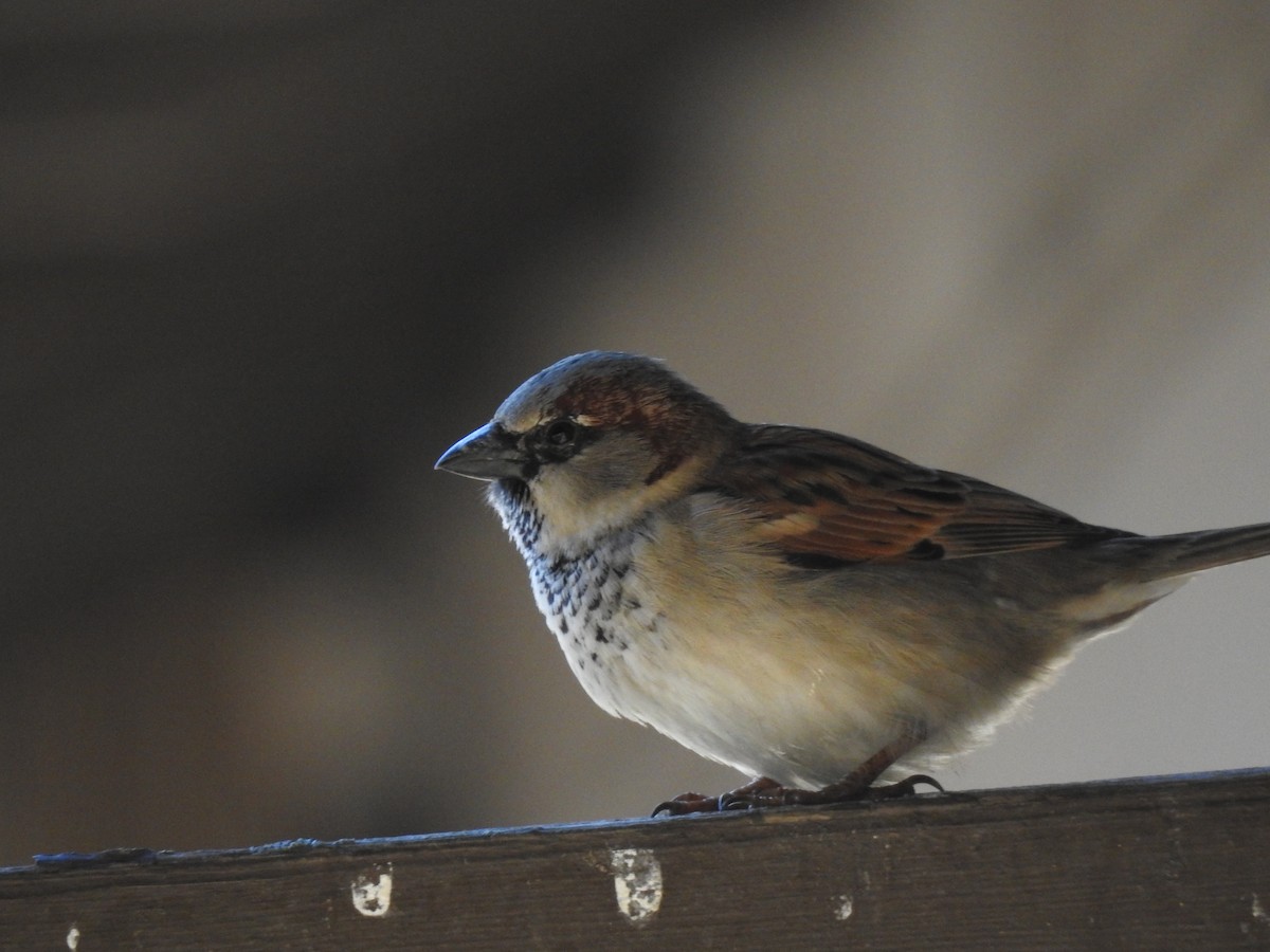 House Sparrow - ML50614021