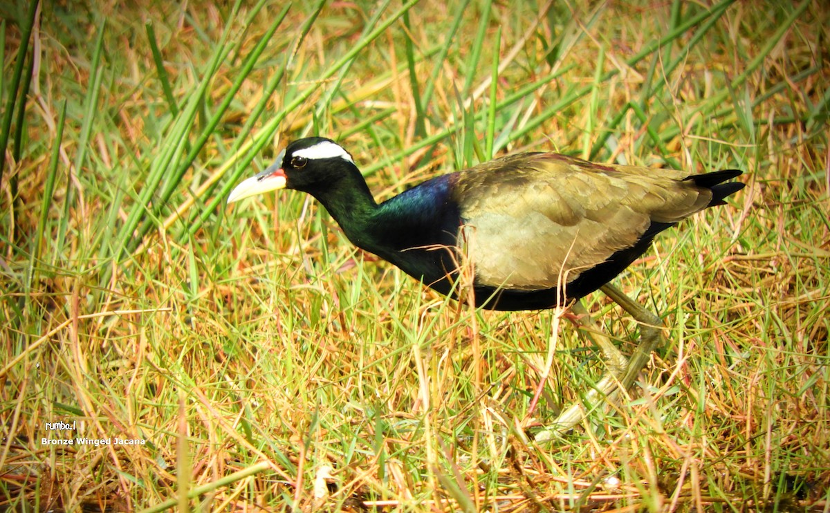 Jacana bronzé - ML506140351