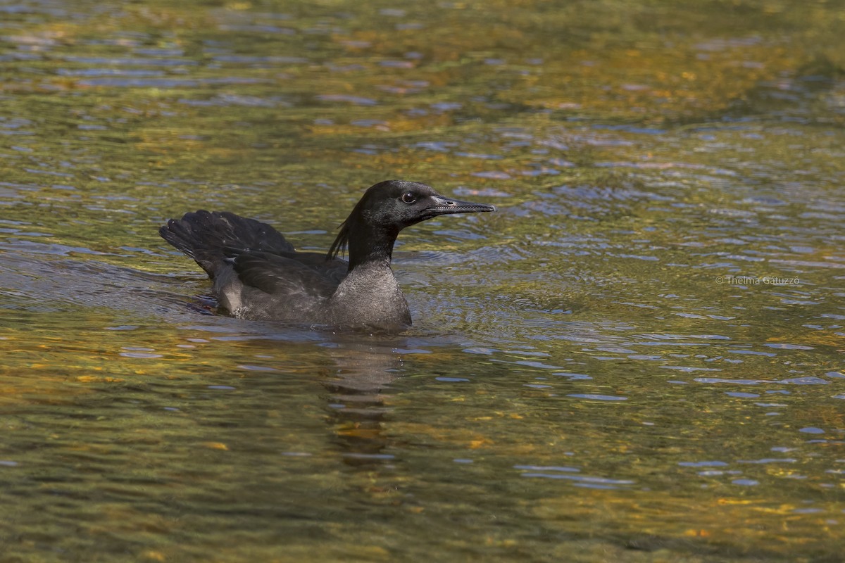 Brazilian Merganser - ML506140871