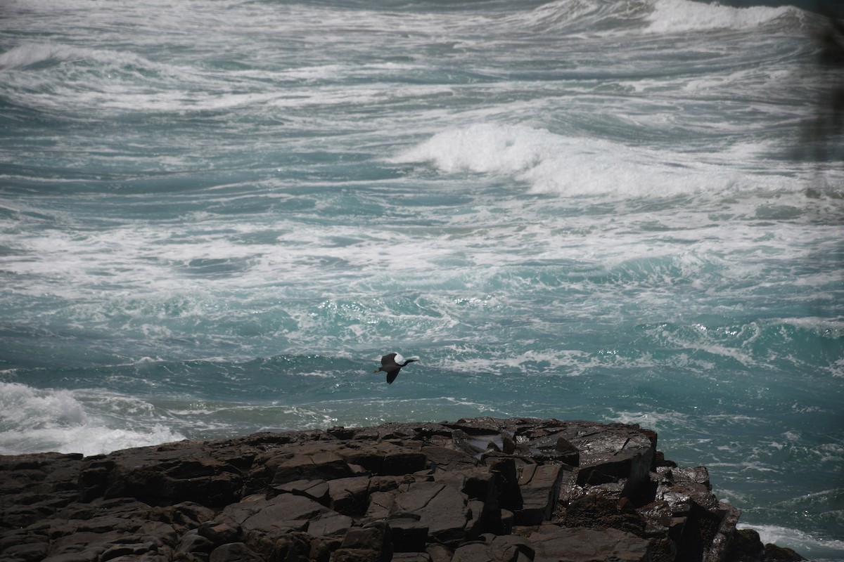 Pacific Reef-Heron - ML506140951