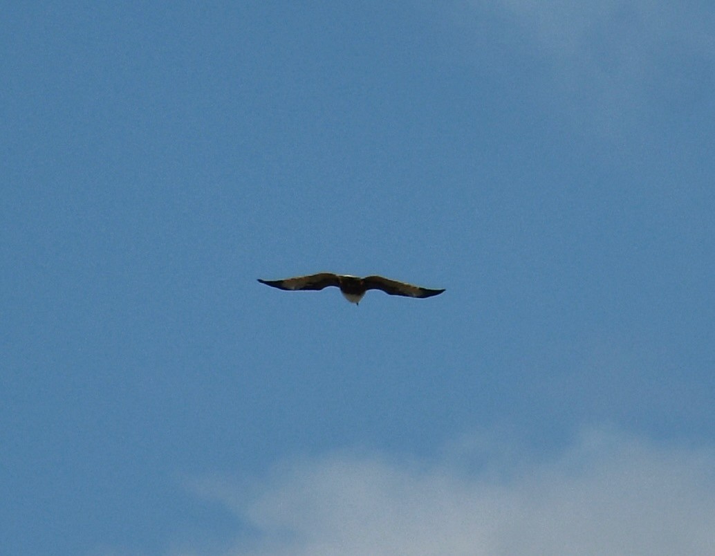 Brahminy Kite - ML506140961