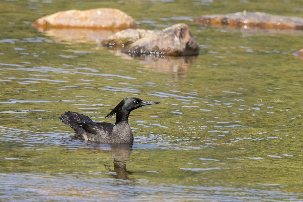 Brazilian Merganser - ML506141221