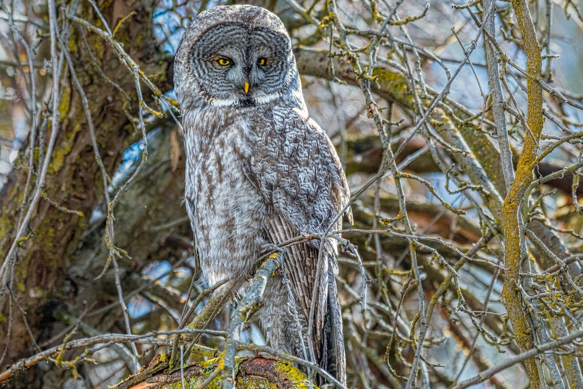 Great Gray Owl - ML50614131