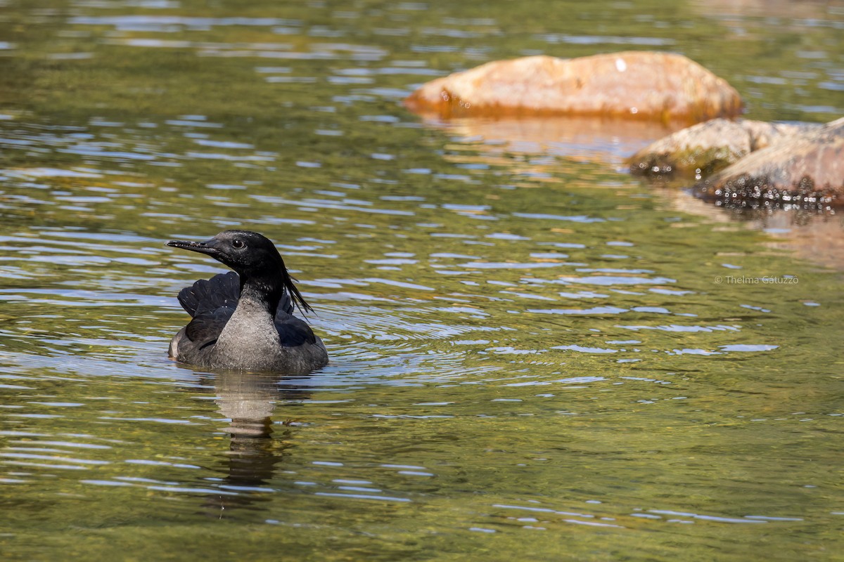 Brazilian Merganser - ML506142001