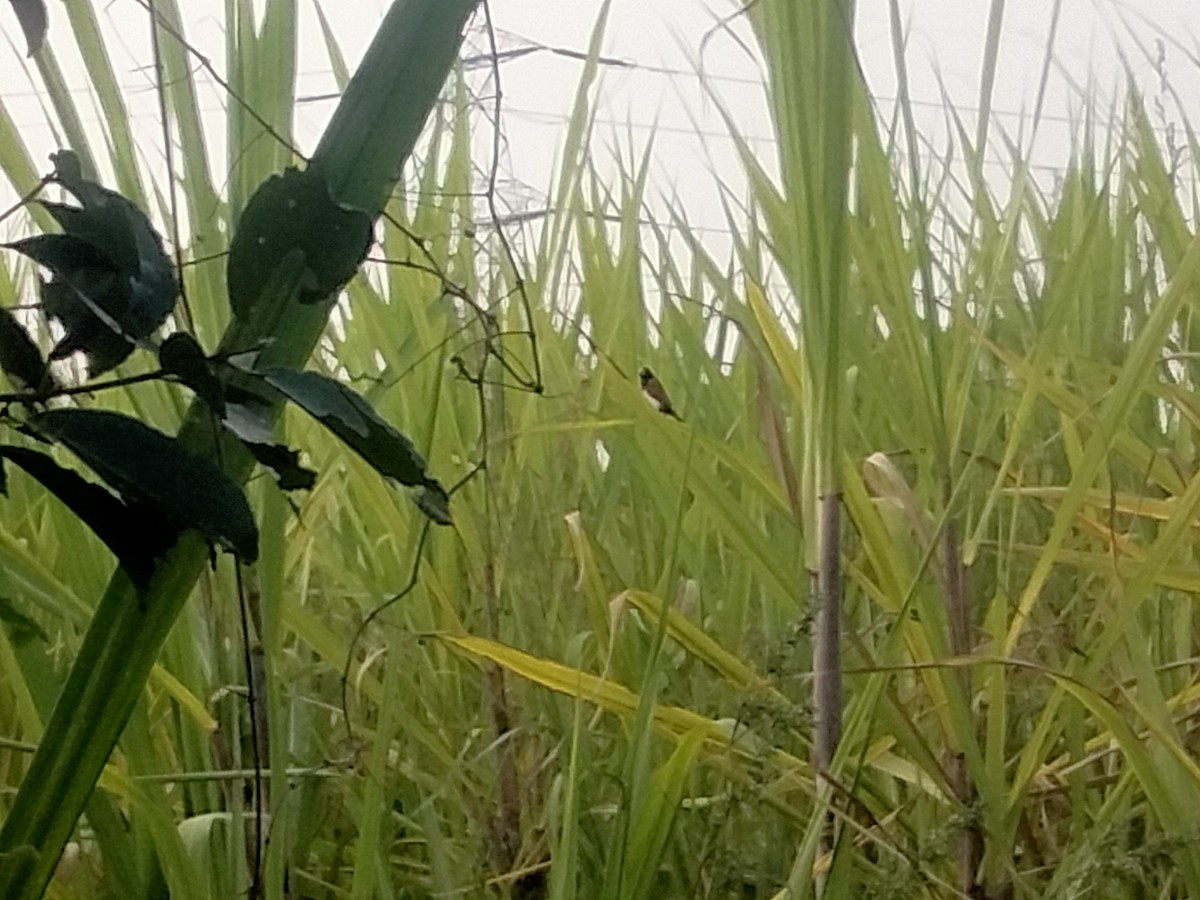 Tricolored Munia - vaazhaikumar kumar