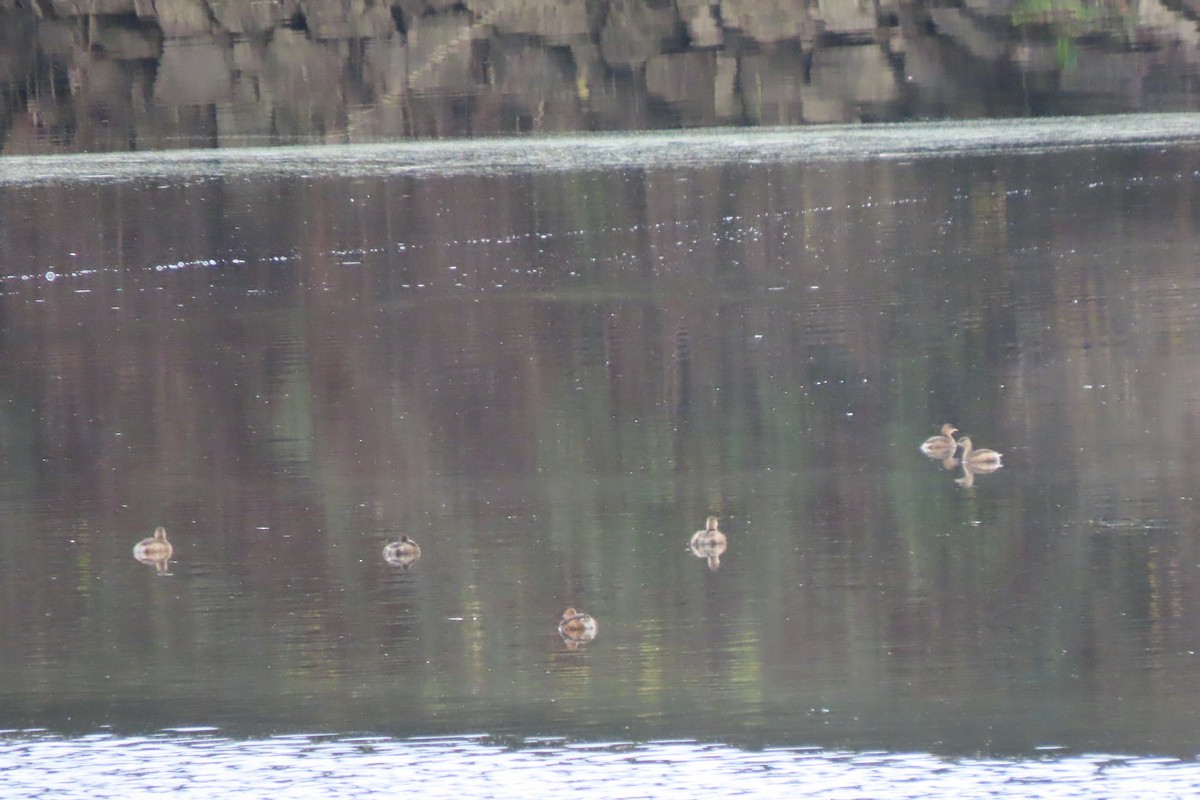 Little Grebe - ML506142621