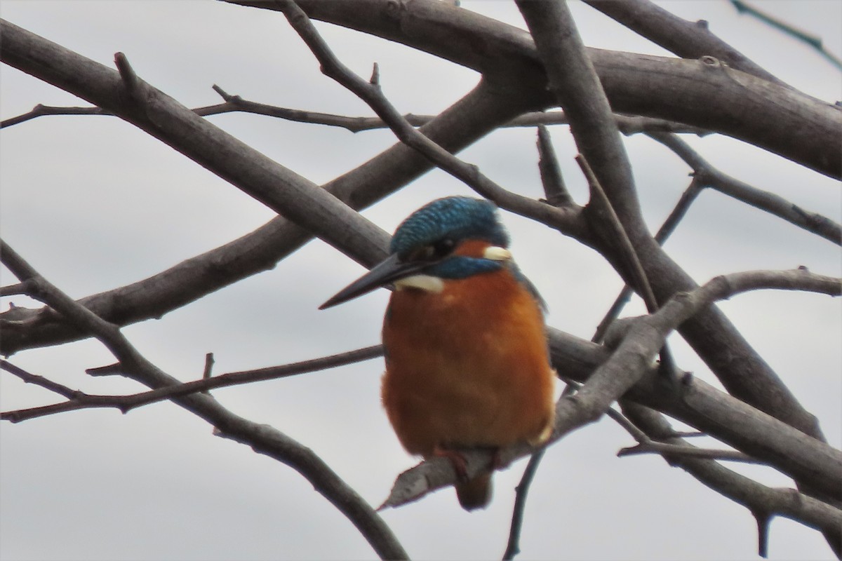 Common Kingfisher - Rui Santos