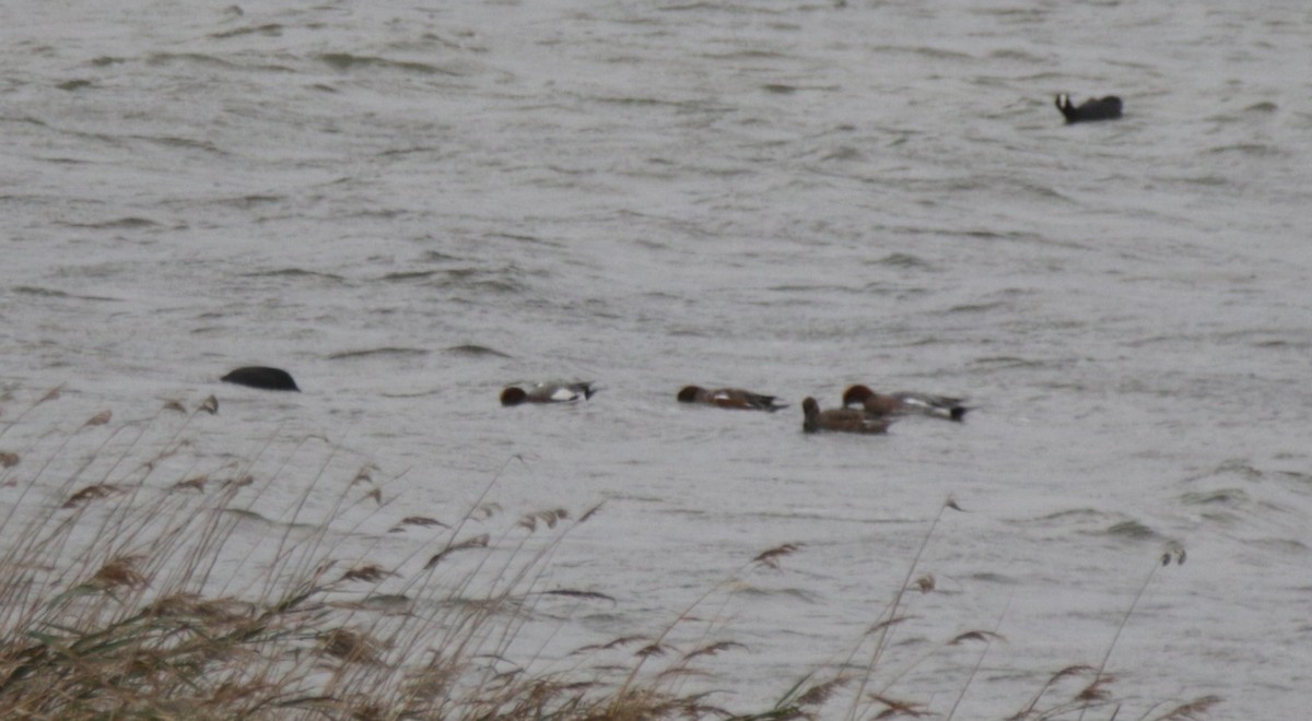 Eurasian Wigeon - ML506142811