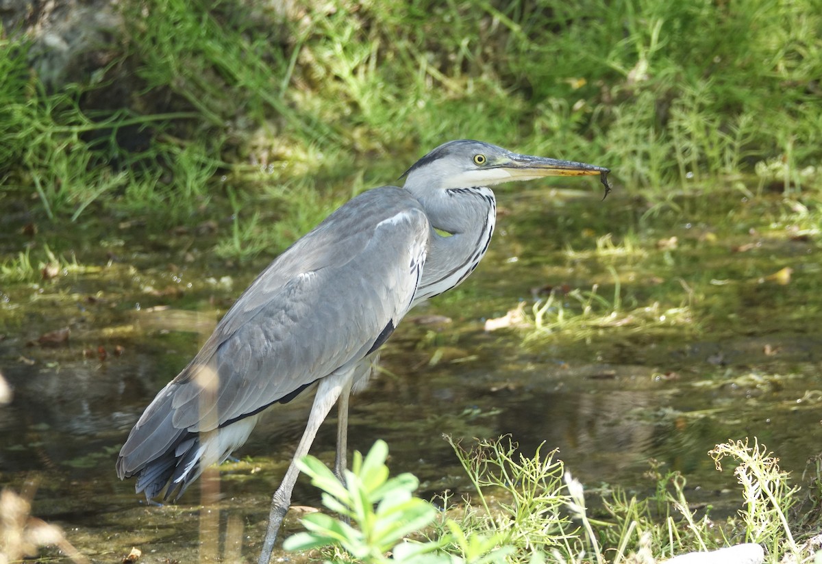 Gray Heron - ML506143611