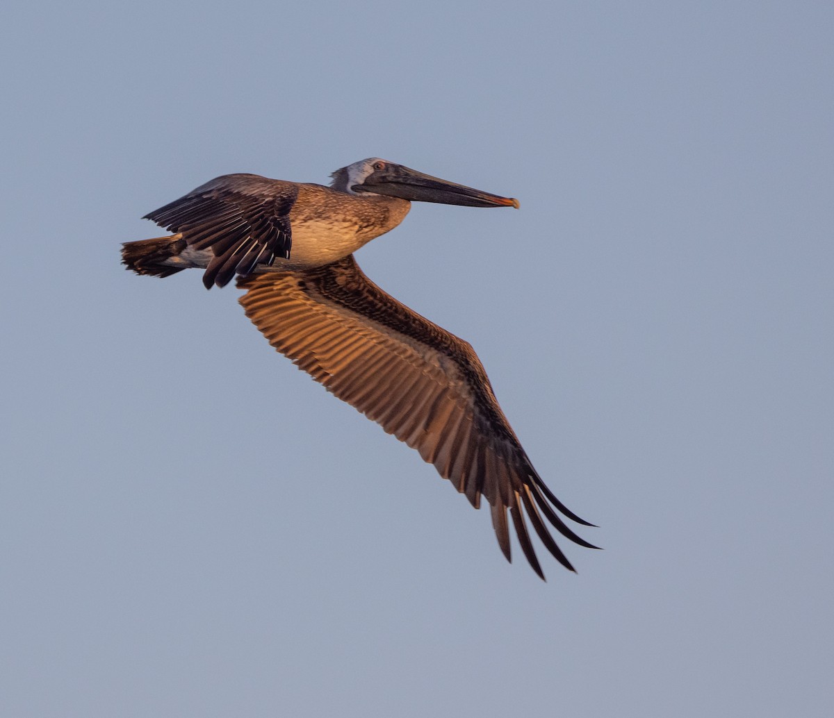 Brown Pelican - ML506143661