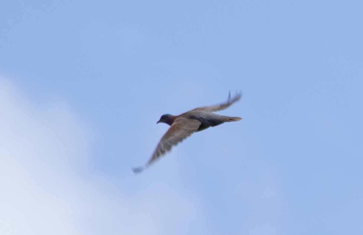 Pale-vented Pigeon - ML506144241