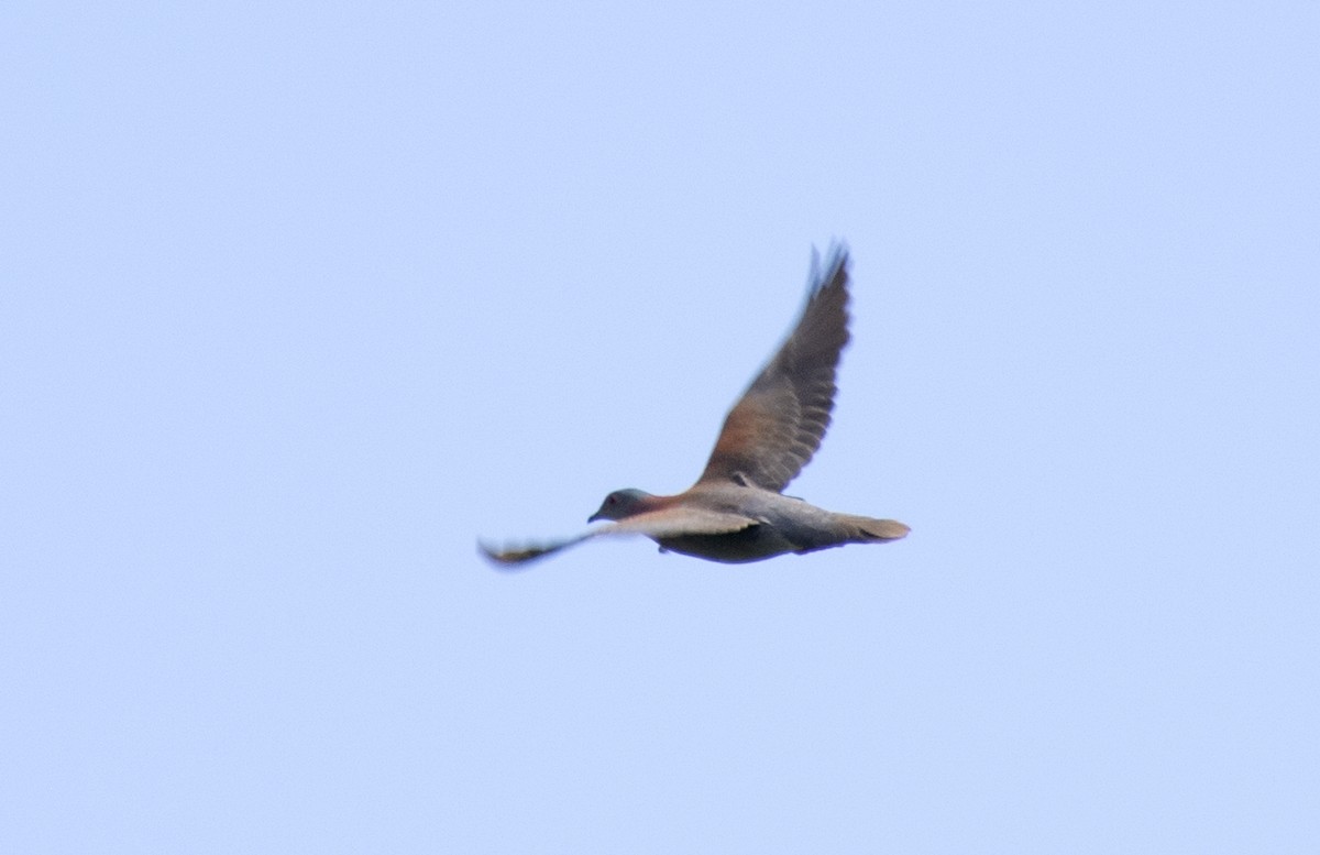 Pale-vented Pigeon - ML506144251