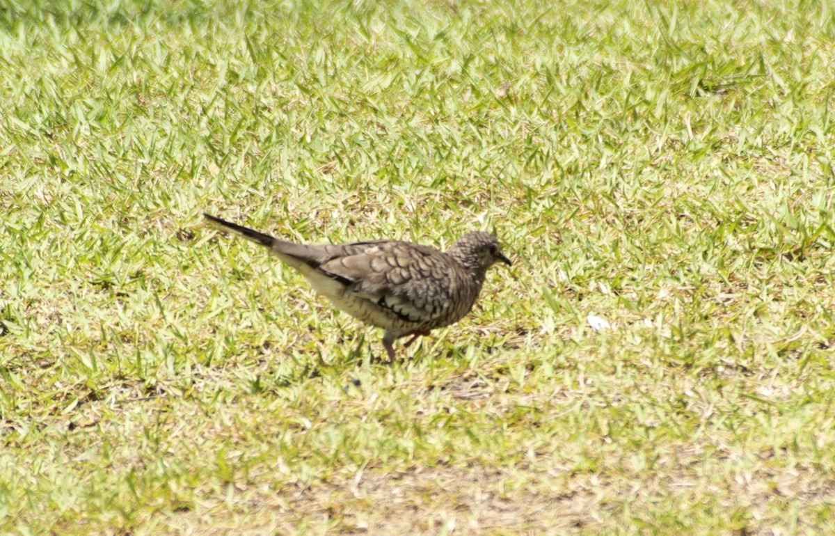 Scaled Dove - ML506144371