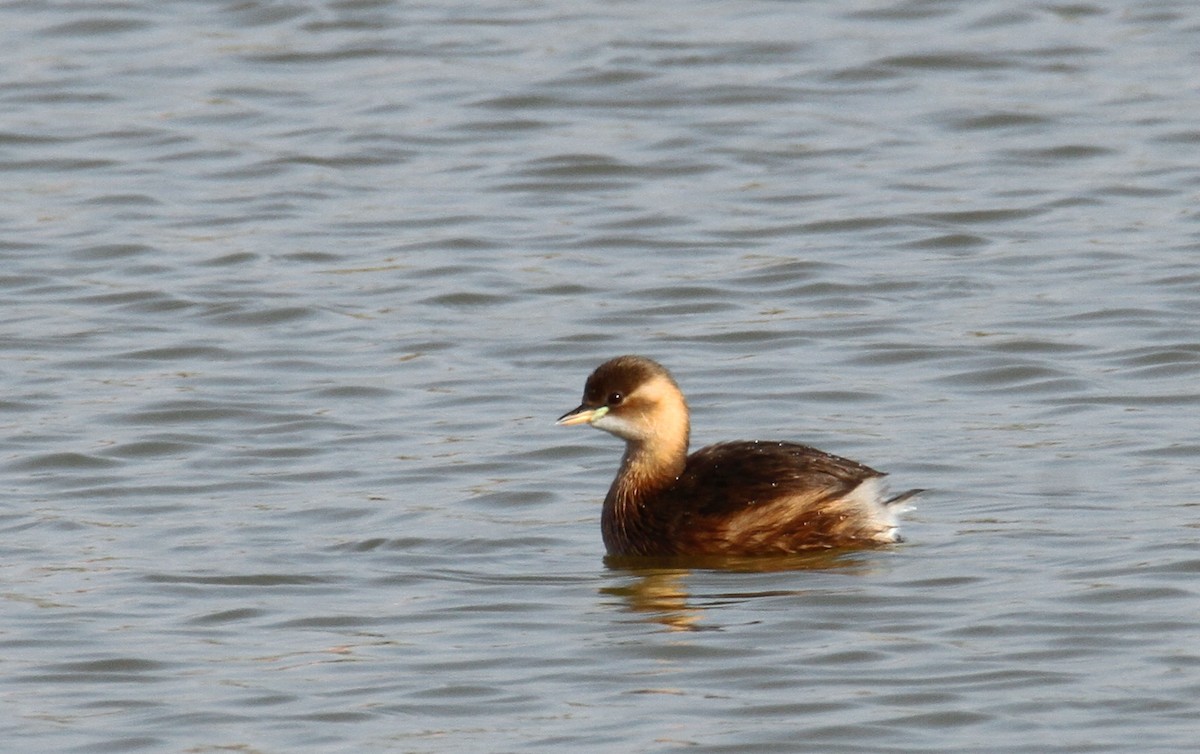 Little Grebe - ML506144701