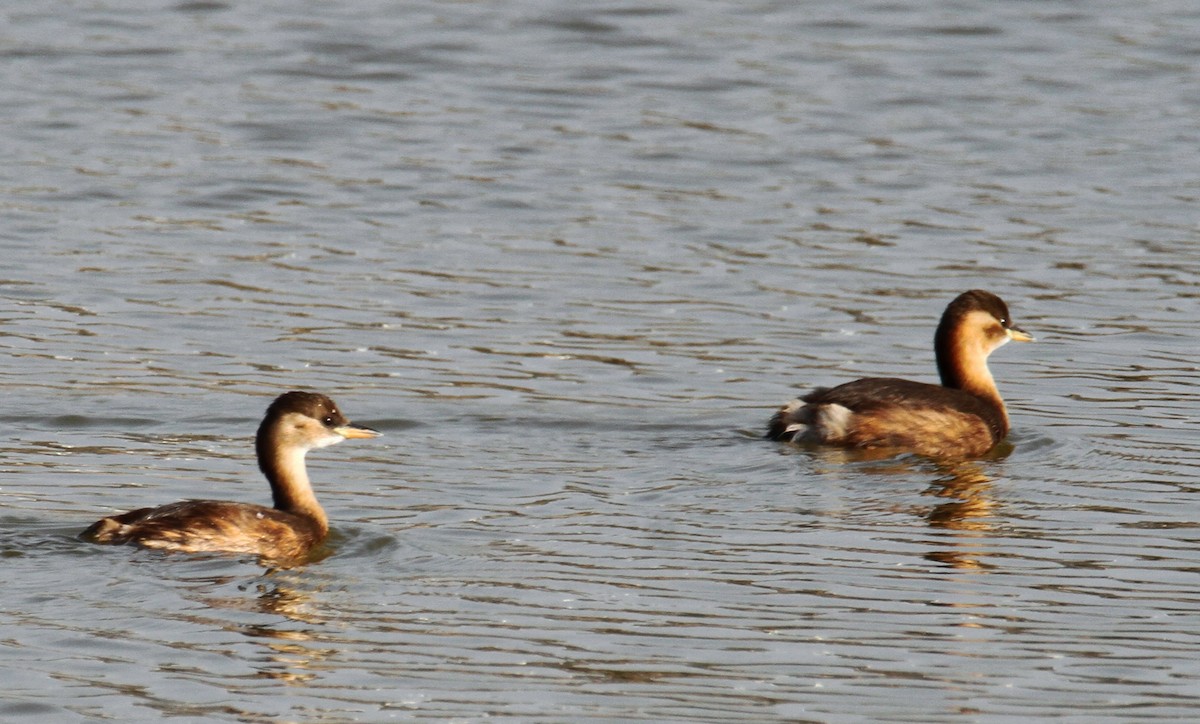 Little Grebe - yuda siliki