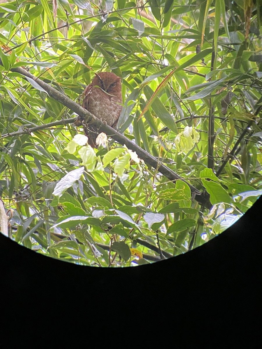 Foothill Screech-Owl - ML506148091