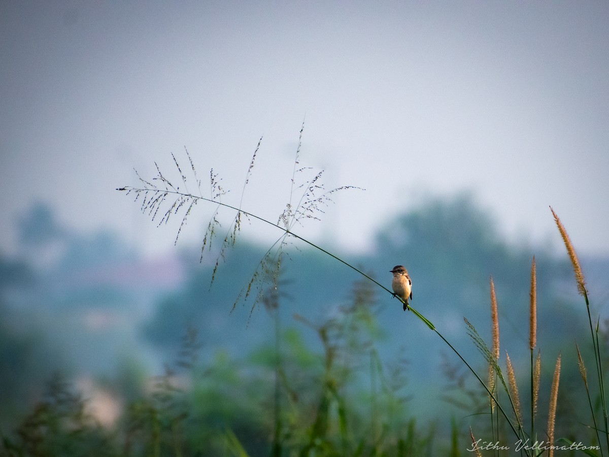 Siberian Stonechat - ML506148281