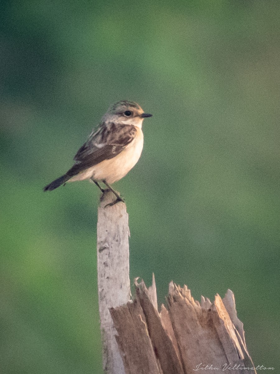 Siberian Stonechat - ML506148291