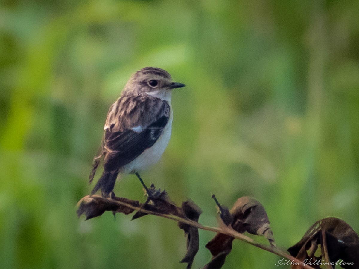 Siberian Stonechat - ML506148301