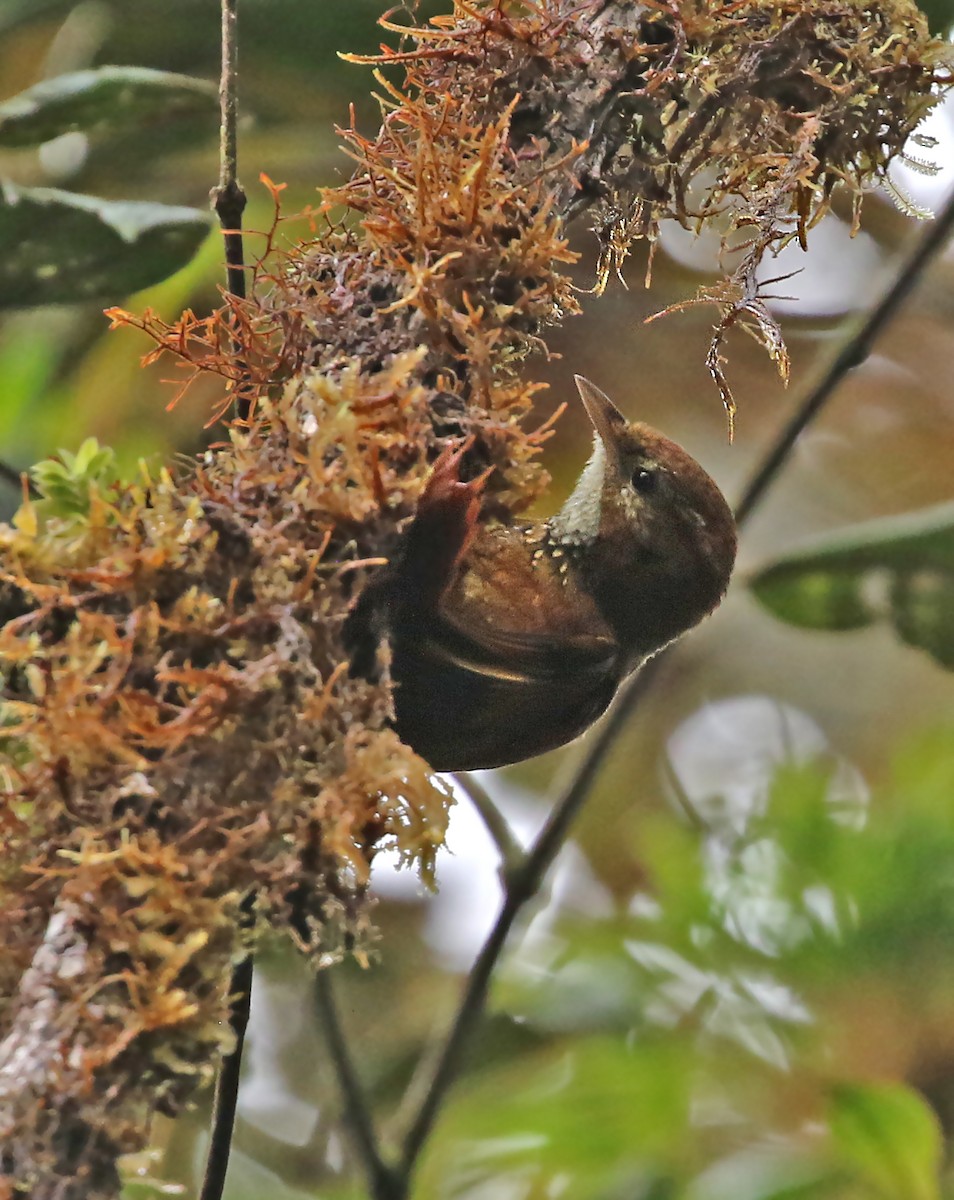 Fulvous-dotted Treerunner - ML506148351