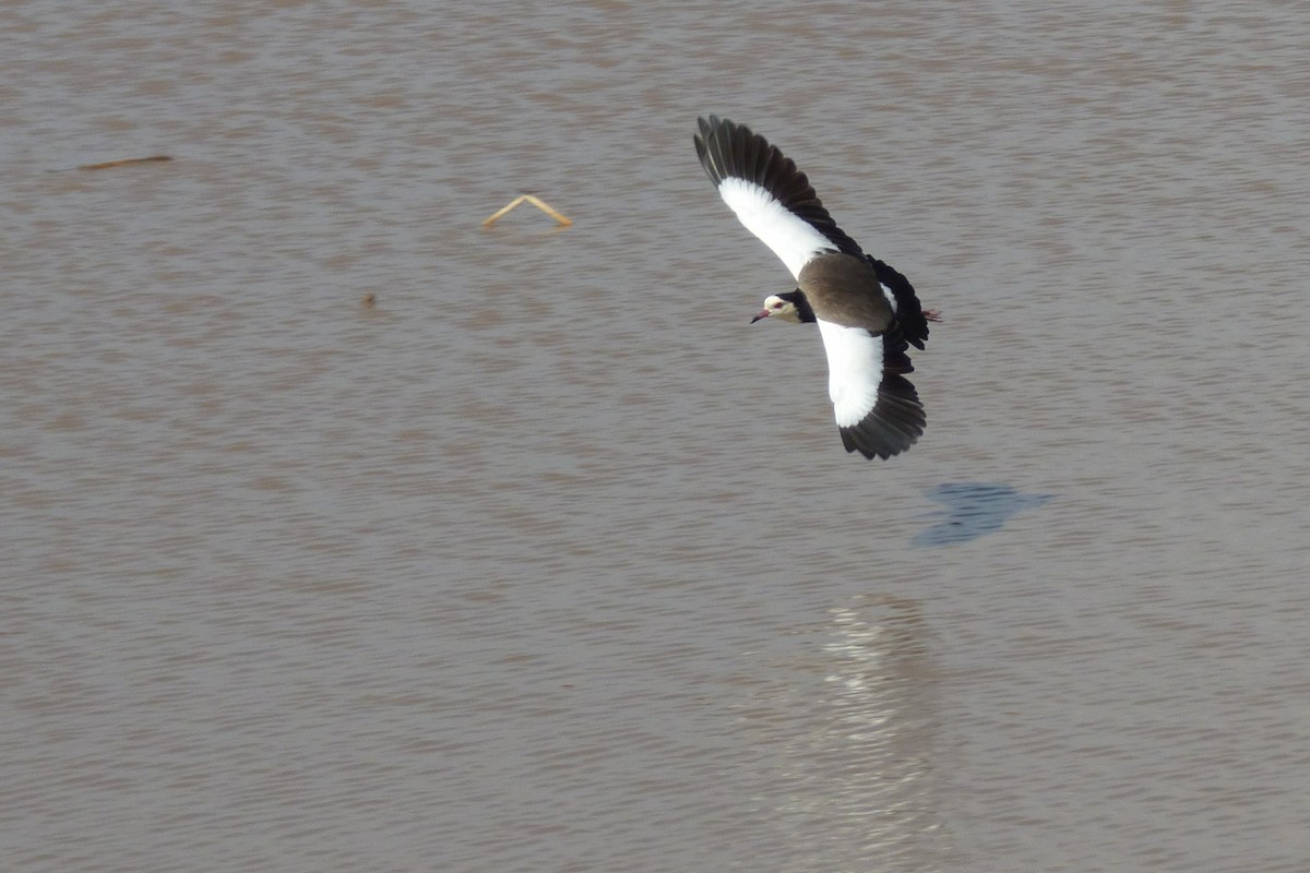 Long-toed Lapwing - ML50614871