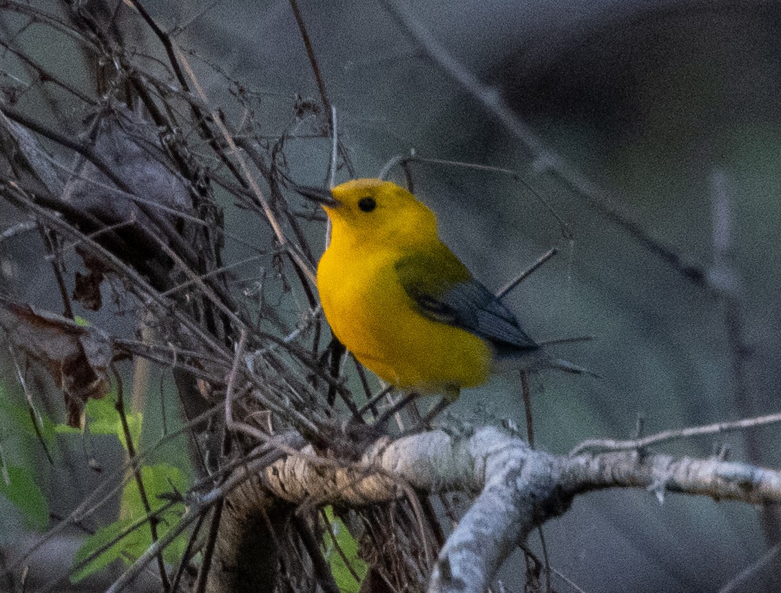 Prothonotary Warbler - ML506150011