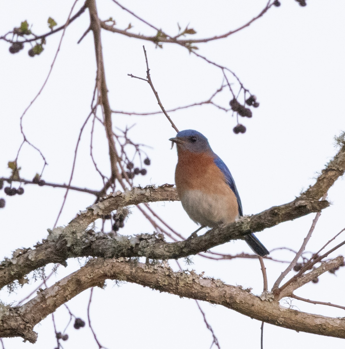 Eastern Bluebird - ML506150071