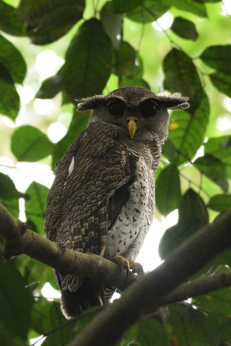 Barred Eagle-Owl - ML506150491