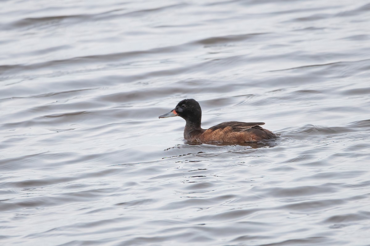 Black-headed Duck - Raphael Kurz -  Aves do Sul