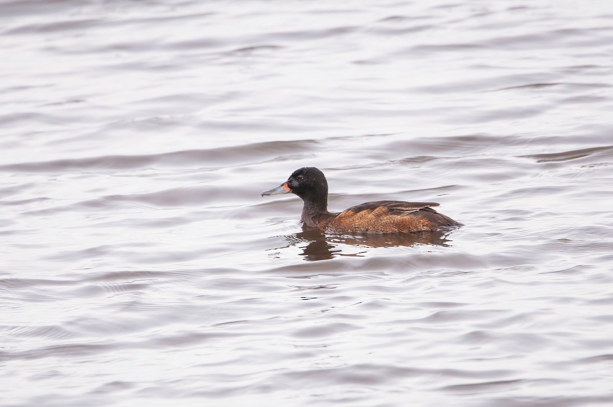 Black-headed Duck - Raphael Kurz -  Aves do Sul