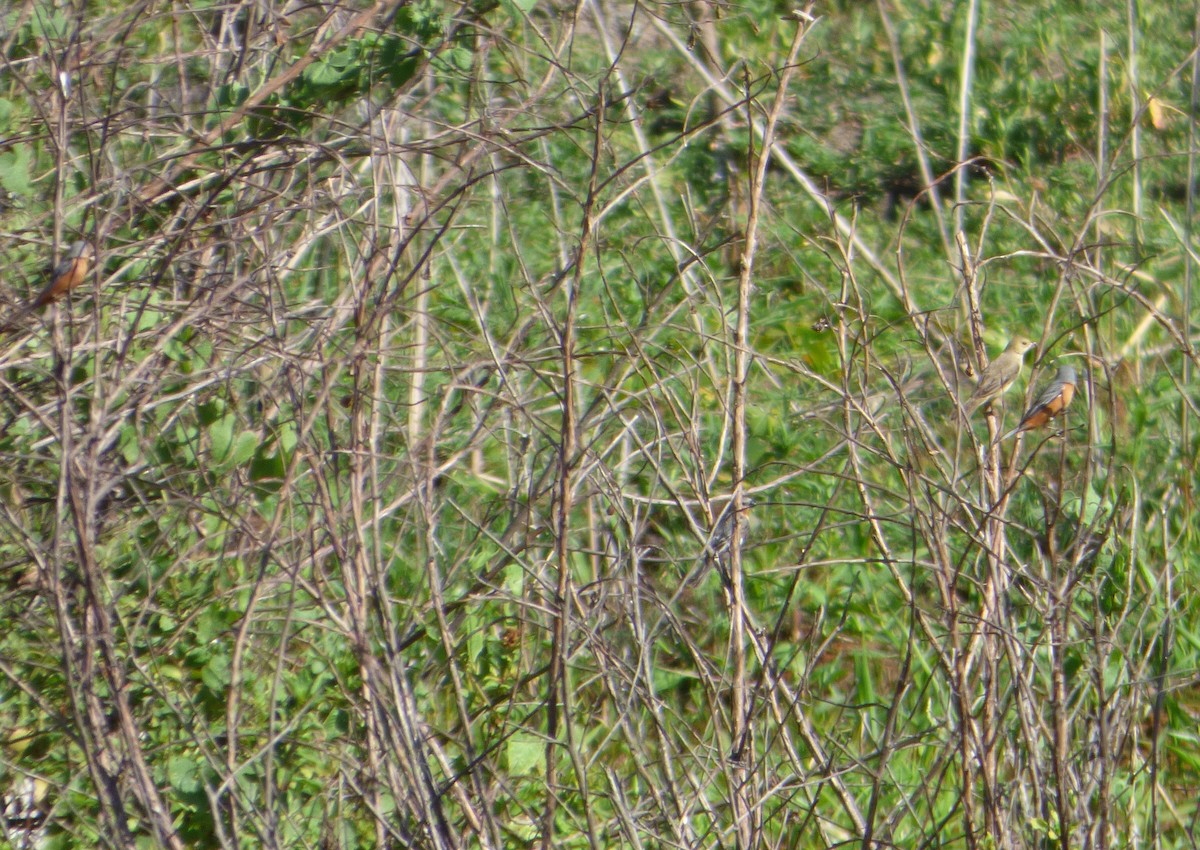 Tawny-bellied Seedeater - Pablo Hernan Capovilla