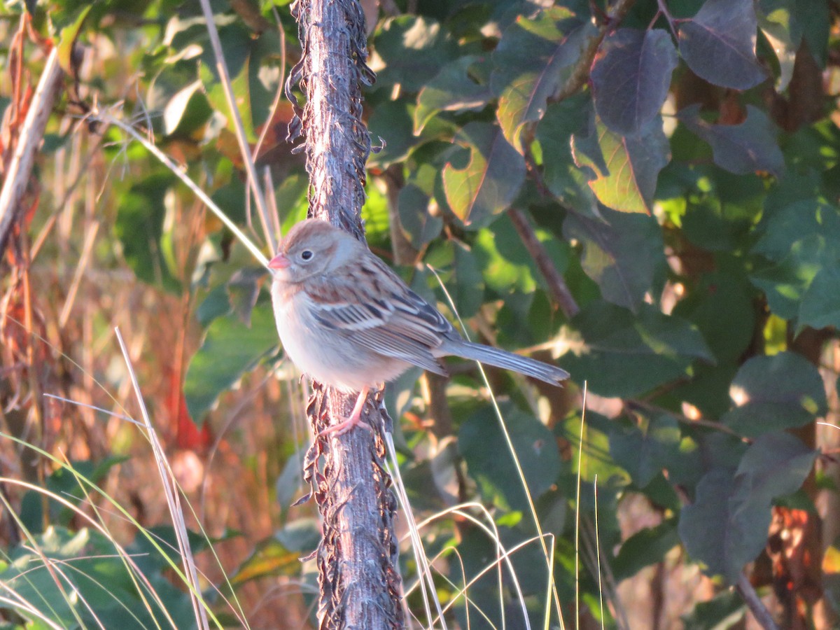 Field Sparrow - ML506151901