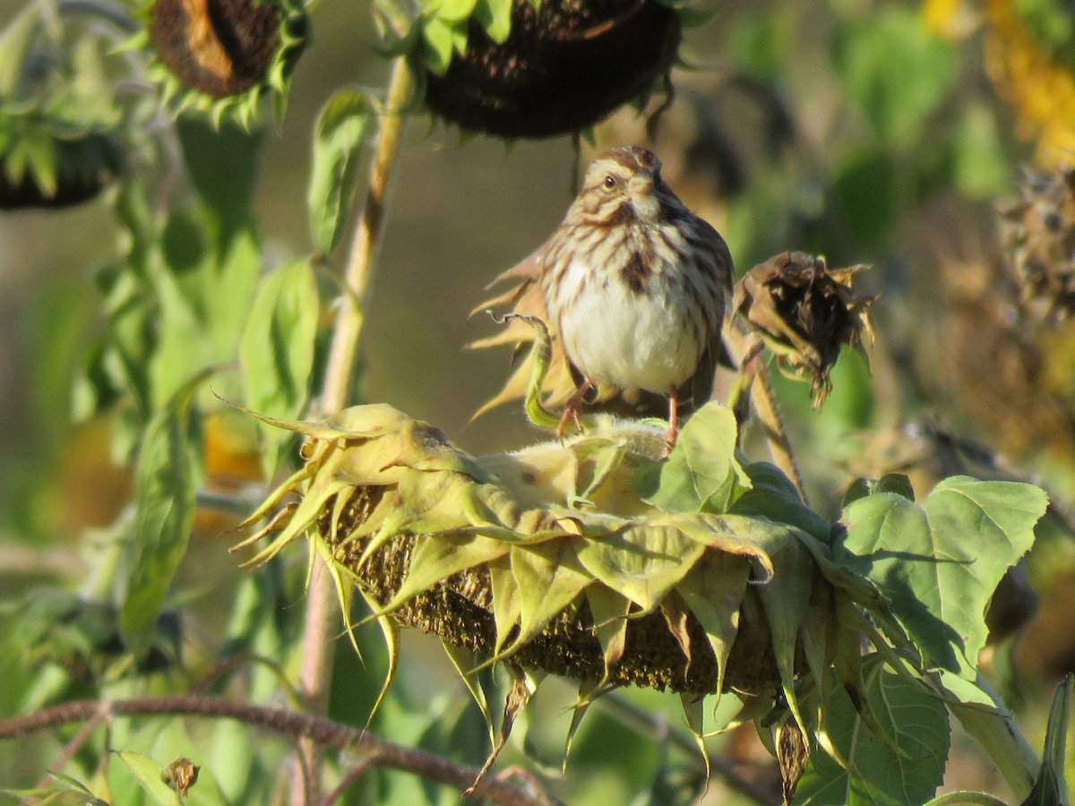 Song Sparrow - ML506152151