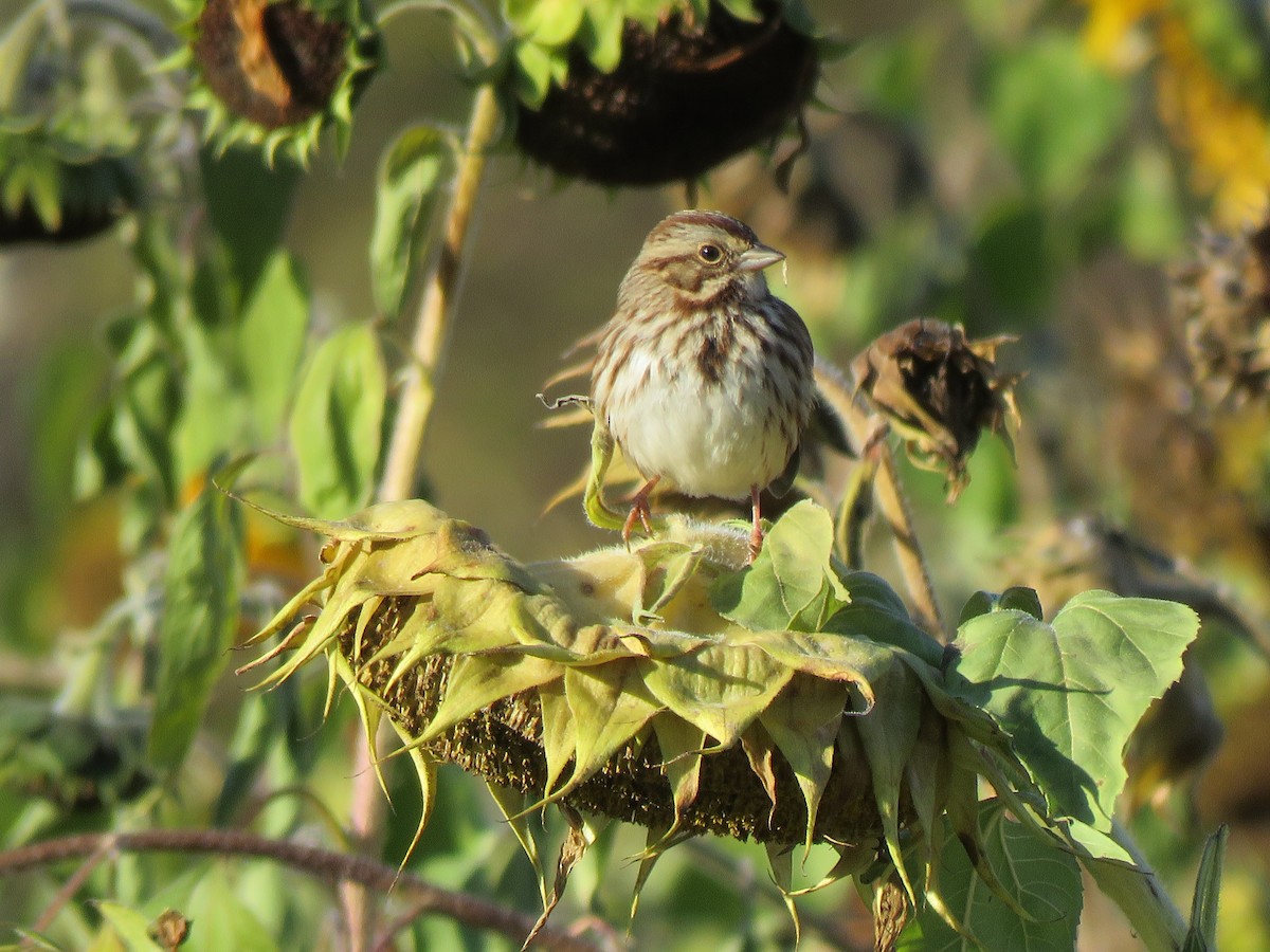 Song Sparrow - ML506152161
