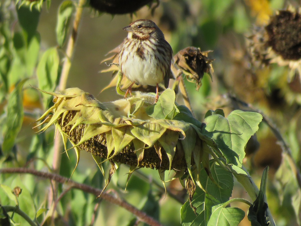 Song Sparrow - ML506152171