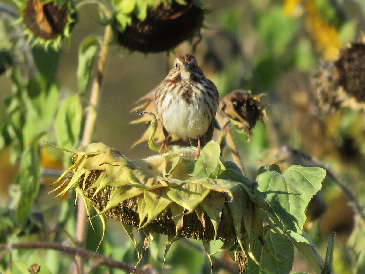 Song Sparrow - ML506152181